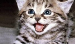 娱乐吃瓜酱70只猫猫